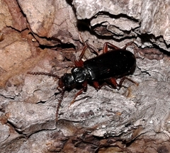 Pytho americanus