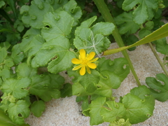 Triumfetta procumbens