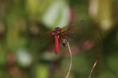 Sympetrum illotum