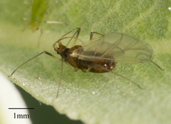 Macrosiphum salviae