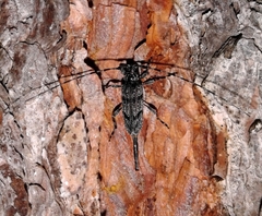 Acanthocinus obliquus