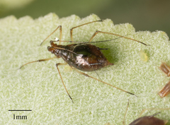 Macrosiphum salviae