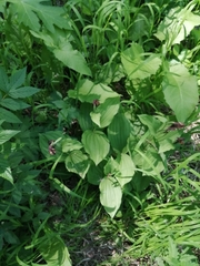 Cypripedium calceolus