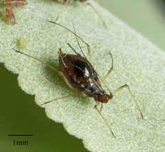 Macrosiphum salviae