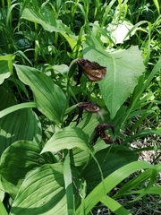 Cypripedium calceolus