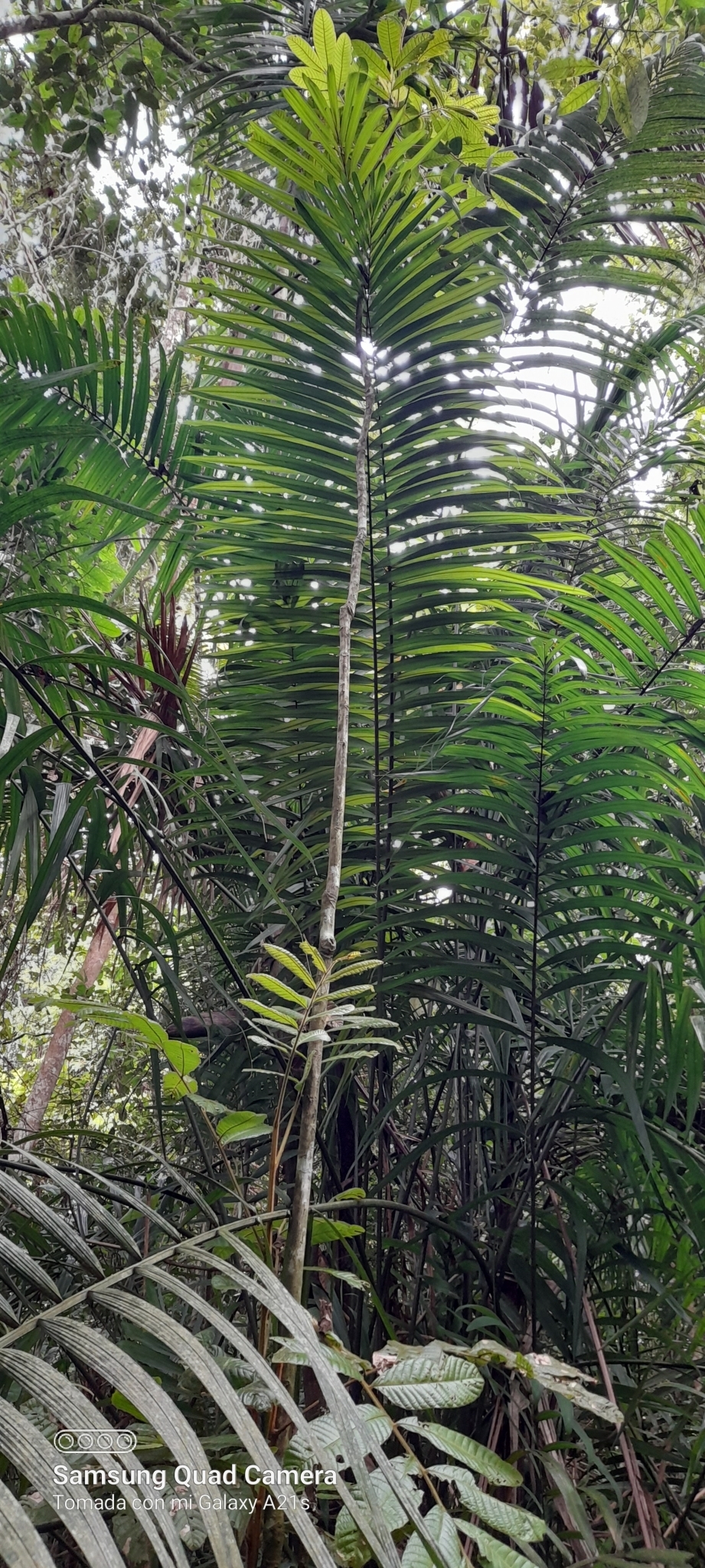Imagem de Bacaba-de-leque