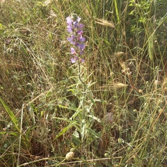 Echium vulgare