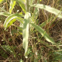 Echium vulgare