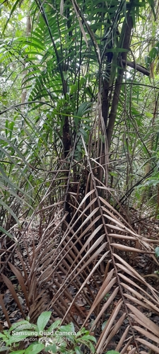 Foto de Bacaba-de-leque