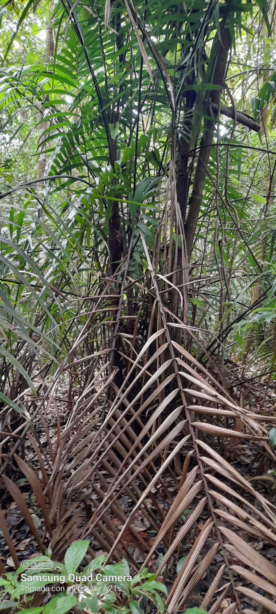 Imagem de Bacaba-de-leque
