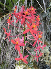 Epidendrum ibaguense