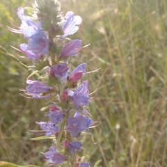 Echium vulgare