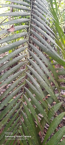 Foto de Bacaba-de-leque