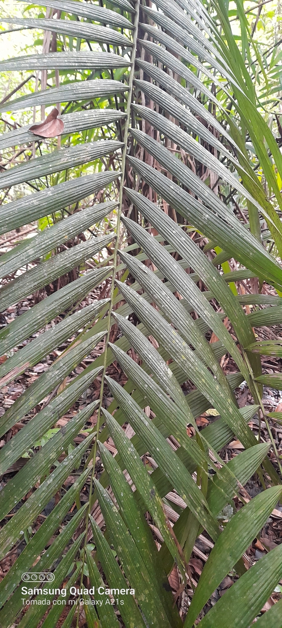 Imagem de Bacaba-de-leque