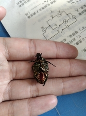 Protaetia brevitarsis