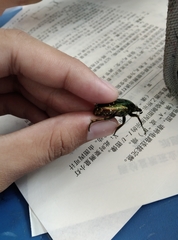 Protaetia brevitarsis
