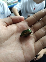 Protaetia brevitarsis