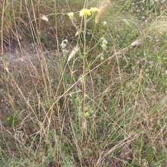 Tracheophyta