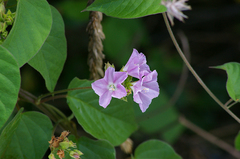 Jacquemontia paniculata