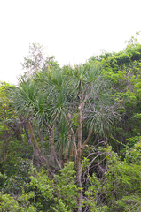 Dracaena cambodiana