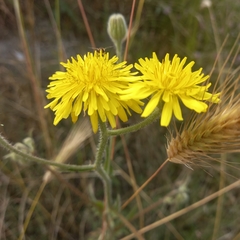 Tracheophyta