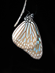 Ideopsis