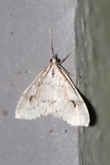 Udea washingtonalis