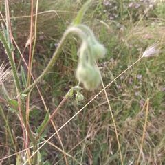 Tracheophyta