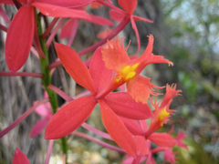 Epidendrum ibaguense