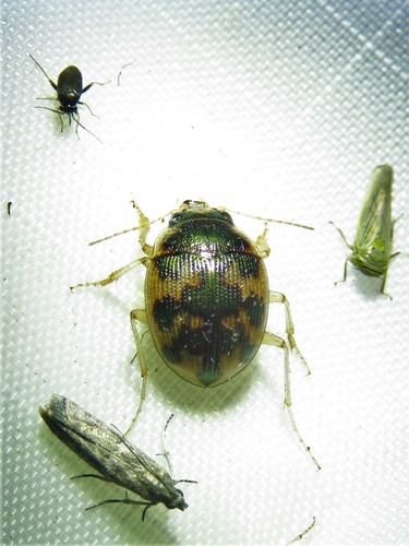 American Round Sand Beetle