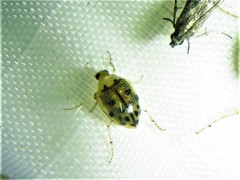 Peltodytes litoralis