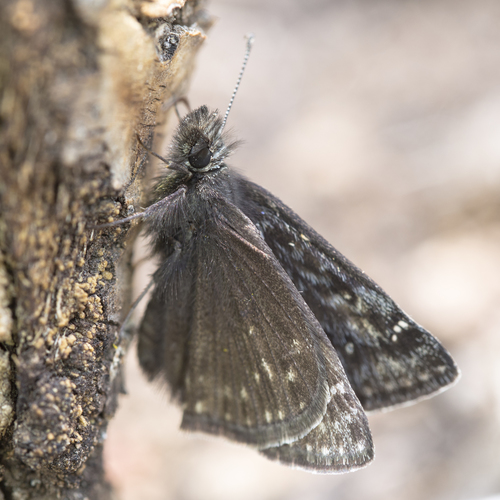 Persius Duskywing
