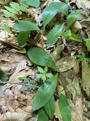 Clintonia borealis