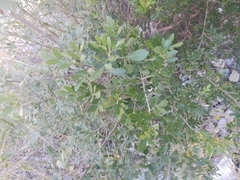 Fraxinus greggii