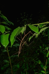 Phasmida