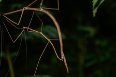 Phasmida