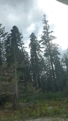 Abies magnifica magnifica