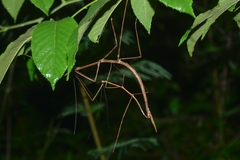 Phasmida