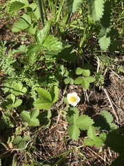 Fragaria orientalis