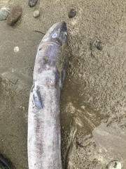 Conger verreauxi