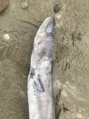 Conger verreauxi