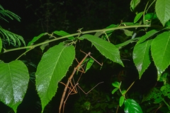 Phasmida