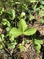 Fragaria orientalis