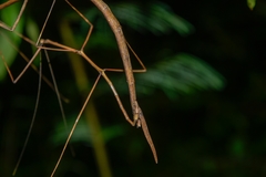 Phasmida