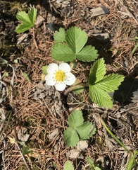 Fragaria orientalis