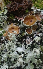 Pseudocyphellaria glabra