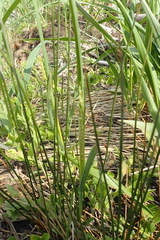 Poa eminens