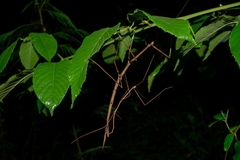 Phasmida