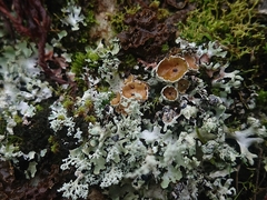 Pseudocyphellaria glabra