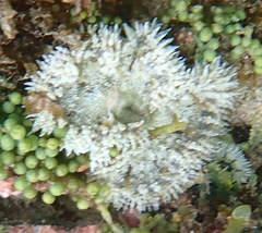 Phymanthus crucifer